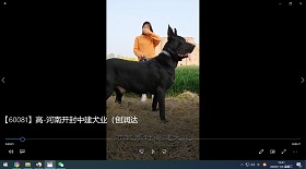 河南開(kāi)封中建犬業(yè) 彩鈴